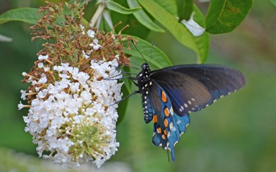 Blue Butterfly 2