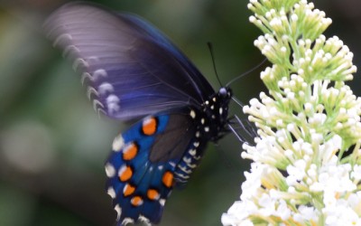 Blue Butterfly