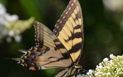 Yellow Butterfly