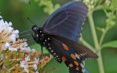 Blue Butterfly