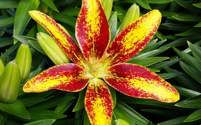 Asiatic Lilly