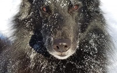 Bo playing in the snow