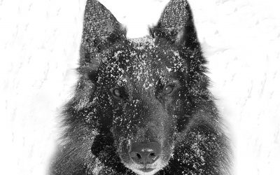 boHeadshotSnowBnW7x5