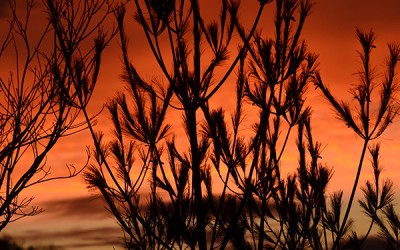 Trees and a Winter Sunset
